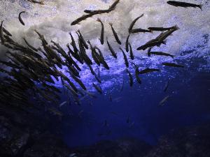 ★北の大地の水族館★日本初の滝つぼの水槽！日本最大！！1ｍ級のイトウ！（車で40分程度。）