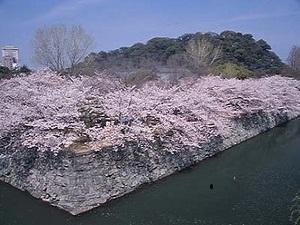 桜の時季には徳島中央公園へ　