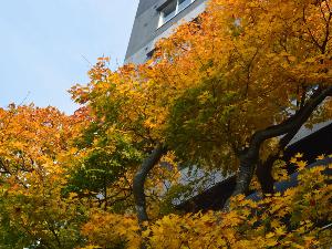 【日本庭園】＜秋＞の日差しに照らされ輝く紅葉の木々