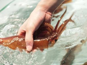 【活イカの御造り】生け簀で泳いでいるイカを提供直前に捌いてお持ちします。ご希望の際は追加料金は時価。宿泊日1週間前までの完全予約制。※漁の状況により提供できない場合がございます。※画像はイメージ