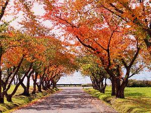 紅葉の洞爺湖をお楽しみ下さい