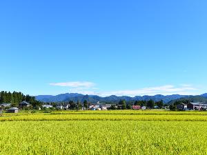 黄金色の秋