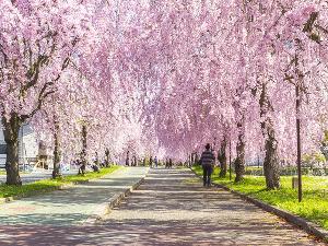 【会津名所しだれ桜】日中線記念自転車歩行者道のしだれ桜（当館から15分）