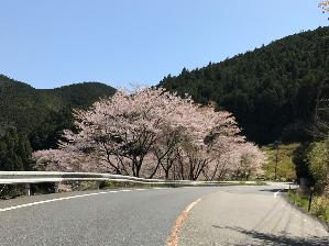 熊野古道　桜(1)
