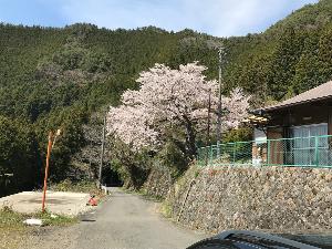 熊野古道　桜(2)