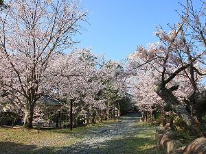 白浜 桜