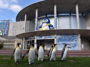 地球上に生息するペンギン18種類のうち9種類(約180羽)を飼育するペンギン特化型水族館『長崎ペンギン水族館』