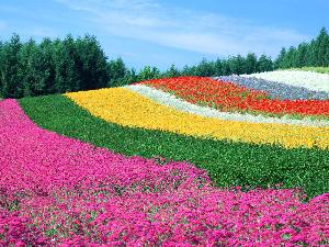 美瑛・富良野の美しい風景