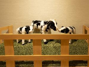 プレガロでは牛を飼ってます