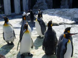 旭山動物園の人気者ペンギンに会いに行こう！ 