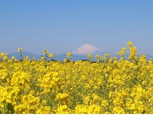 ソレイユの丘　春は菜の花が咲き乱れます