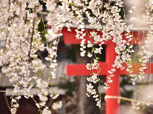 ×春3