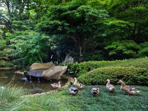 日本庭園では鴨たちがお客様をお迎えします♪