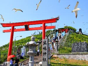 国指定天然記念物「ウミネコ」の繁殖地として全国的に知られている蕪島（かぶじま）神社。