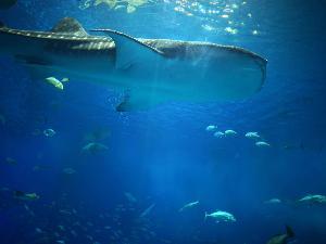 美ら海水族館（車約2時間）沖縄本島北西部の「本部（もとぶ）半島」に位置する美ら海水族館では、7500ｔもの水をたたえる世界最大級の大水槽「黒潮の海」の展示が必見！沖縄観光で必ず訪れたいスポットです。
