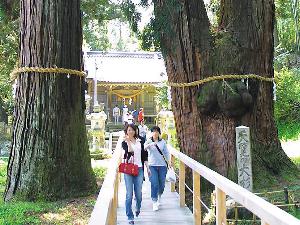栢野大杉