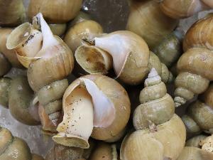 ★【白バイのお造り】は、コリコリした食感と甘みを楽しめます。