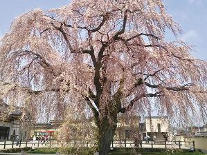 観光