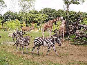 【よこはま動物園ズーラシア】JR横浜線・市営地下鉄 中山駅からバスで約15分