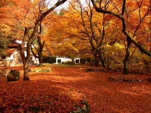 鰐淵寺（紅葉）提供元：公益社団法人 島根県観光連盟