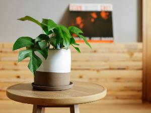 キャビンフロア植栽イメージ
