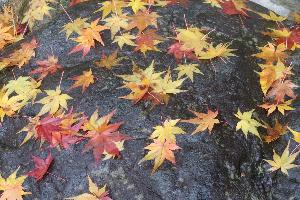 【もみじ】玄関エントランス付近（11月中旬～下旬）