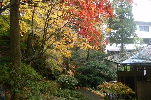 【紅葉】四季回廊から（11月中旬～下旬）