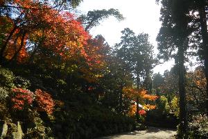 【紅葉】玄関エントランスから駐車場までの敷地内（11月中旬～下旬）