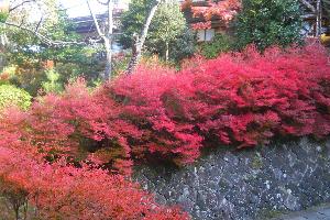 【ドウダンツツジ】フロント付近のドウダンツツジは秋には美しく紅葉（11月中旬～下旬）