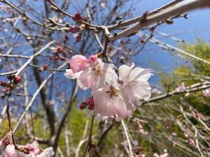 裏庭桜