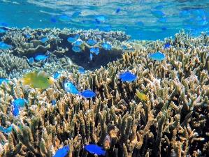 魚たちと宮古ブルーを満喫