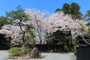 【桜】玄関エントランスからの風景（4月上旬～中旬）