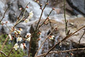 【梅】フロント横にある庭園（3月中旬）