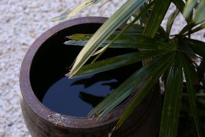 【中庭の植物】