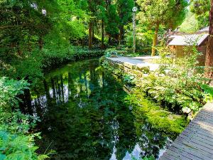写真提供：熊本県観光連盟　白川水源
