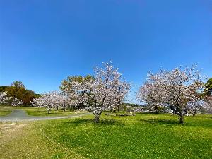 写真提供：熊本県観光連盟　万日山緑地公園　桜がとても綺麗です♪