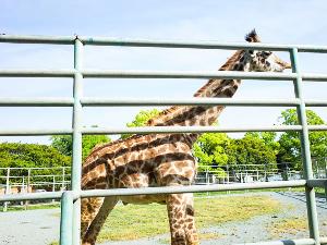 写真提供：熊本県観光連盟　熊本市動植物園