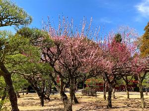 写真提供：熊本県観光連盟　水前寺成趣園の梅