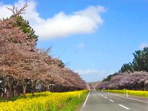大潟村・菜の花ロード