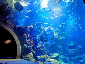 男鹿水族館GAO・大水槽