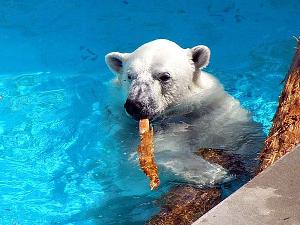 男鹿水族館GAO・シロクマ豪太