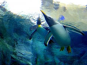 【旭山動物園】人気のペンギンを見に行こう！ 