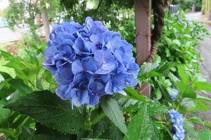 【紫陽花】森の栖、自称「紫陽花プロムナロード」に咲く＜ホンアジサイ＞（6月中旬～下旬）