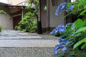 【紫陽花】プールサイドダイニング外来用玄関に咲く＜ガクアジサイ＞（６月中旬～下旬）