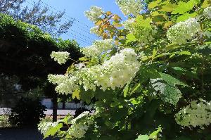 【紫陽花】森の栖、自称「紫陽花プロムナロード」に咲く＜カシワバアジサイ＞（６月上旬～中旬）