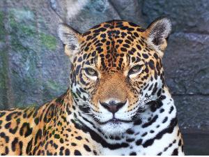 ◆周辺観光｜天王寺動物園（公共交通機関で約16分）