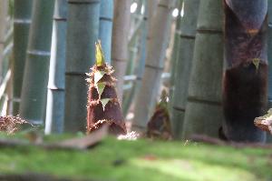 【竹林の竹】4～5月に出てきたタケノコは、6月位には青々とした立派な竹に(写真は5月上旬)
