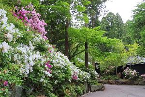 【つつじ】玄関エントランス付近の石垣（5月上旬～中旬）