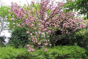 【八重桜】フロント付近に＜八重桜＞は開花から散るまで比較的長く咲きます（4月中旬～下旬）