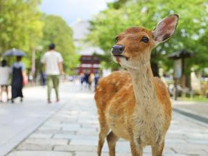 ◆周辺観光・奈良｜奈良公園（公共交通機関で約47分）